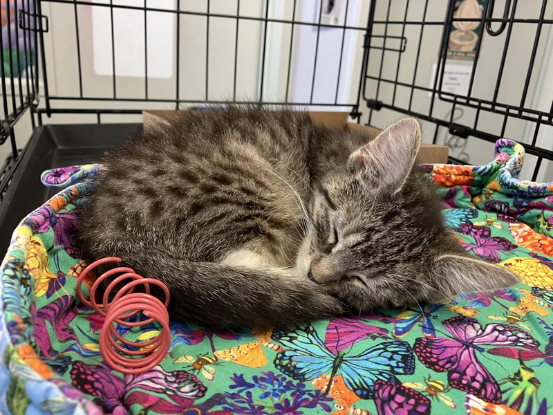 A baby medium-sized female Tabby (Brown / Chocolate) Domestic Short Hair cat named Vashti for adoption in Brooklyn, NY