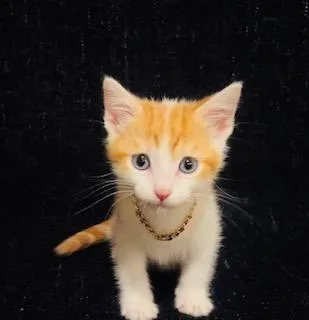 A baby small-sized male Domestic Short Hair cat named Ad Rock for adoption in Pueblo, CO