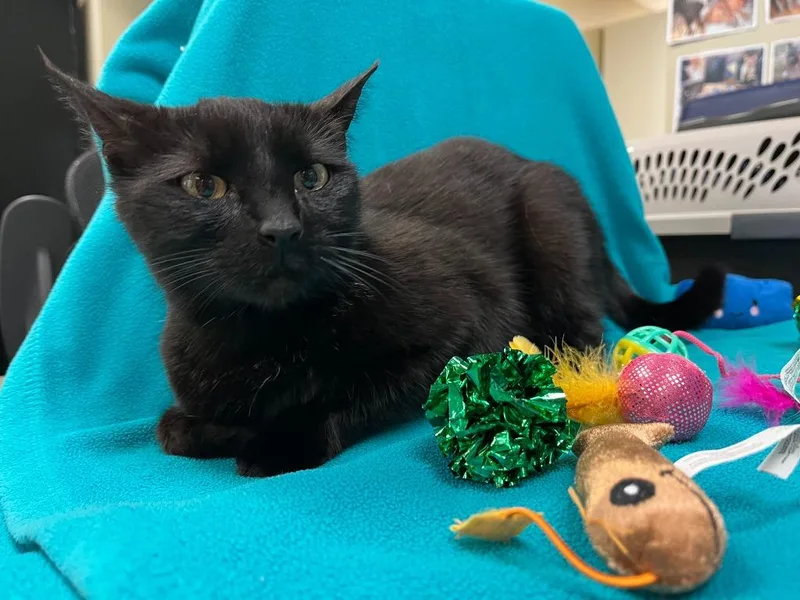A young medium-sized female Domestic Short Hair cat named Petco Condo for adoption in Greenville, TX