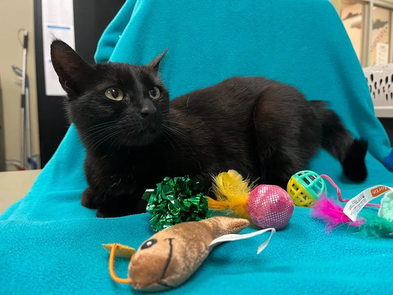 Petco Condo thumbnail 2