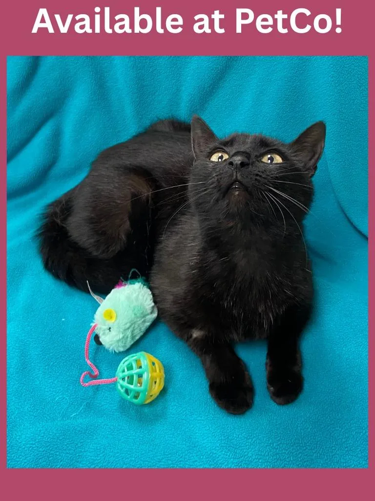 Petco Condo thumbnail 3