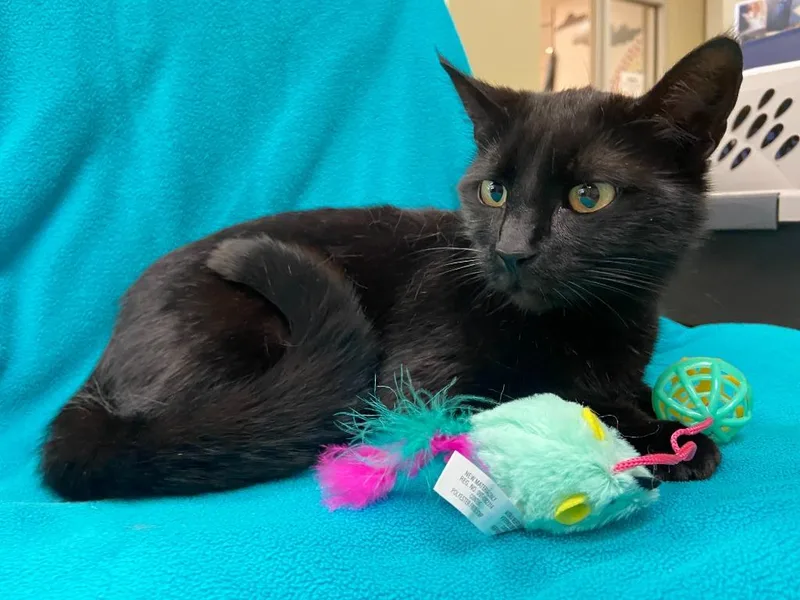 Petco Condo thumbnail 4