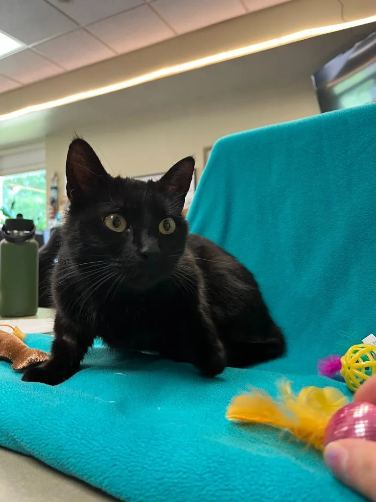 Petco Condo thumbnail 5