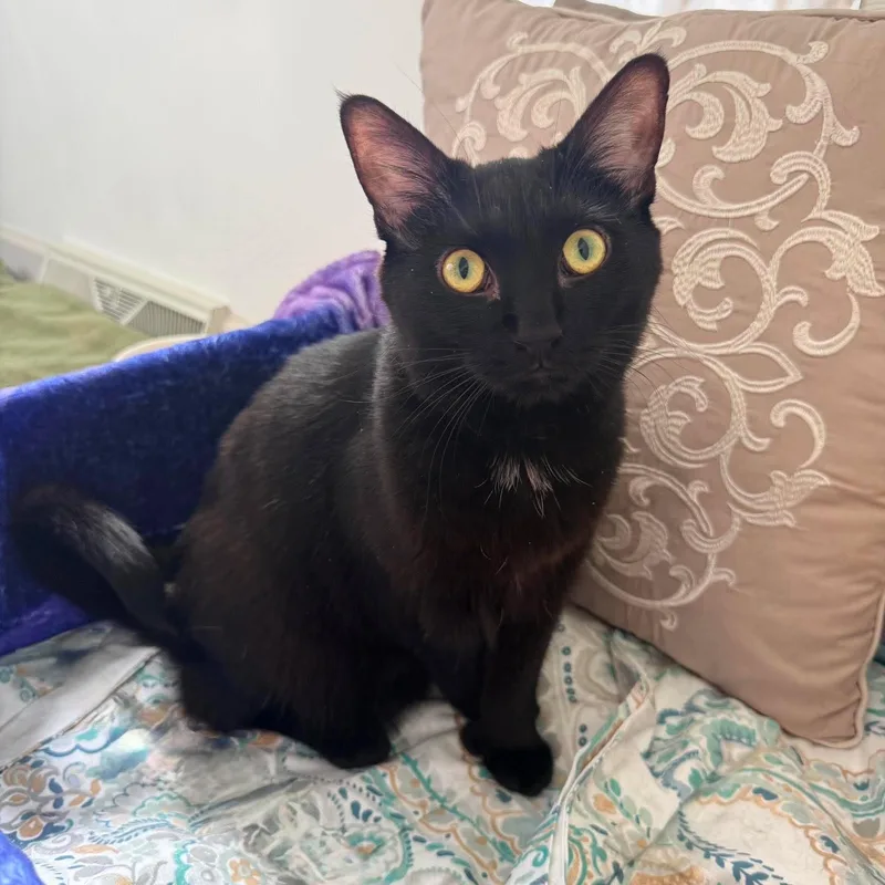 A young medium-sized female Black & White / Tuxedo Domestic Short Hair cat named Eirene for adoption in Greensburg, PA