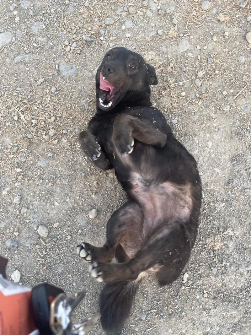 Lulu