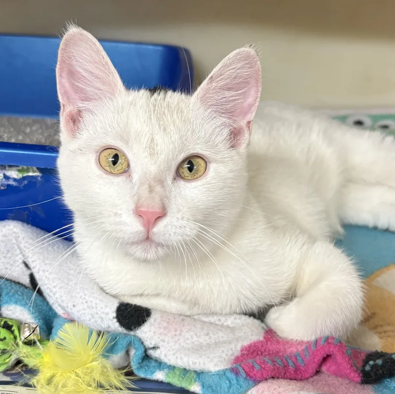 A young medium-sized male White Domestic Short Hair cat named Mouse for adoption in Charles City, IA