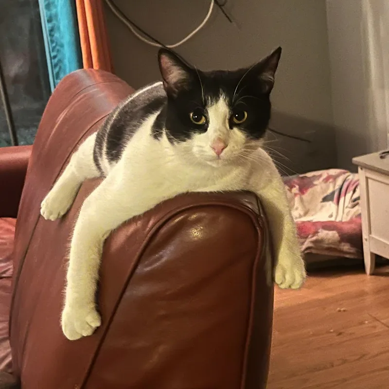 An adult large-sized male Black & White / Tuxedo Extra-Toes Cat / Hemingway Polydactyl cat named HEMMINGWAY and CUDDLESWORTH for adoption in Loveland, CO