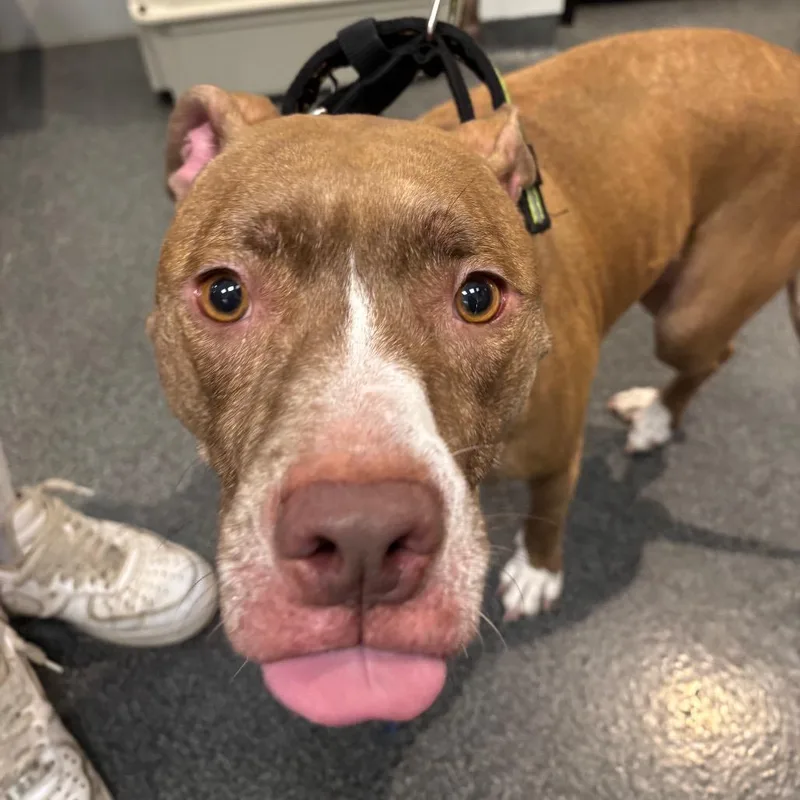 An adult medium-sized female Brown / Chocolate Mixed Breed dog named Chancla for adoption in Allentown, PA