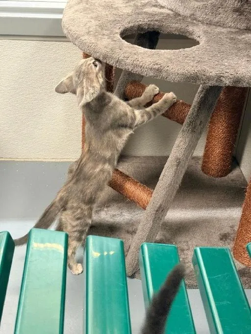 A baby medium-sized female Gray / Blue / Silver Domestic Short Hair cat named Cayenne for adoption in Winter Haven, FL