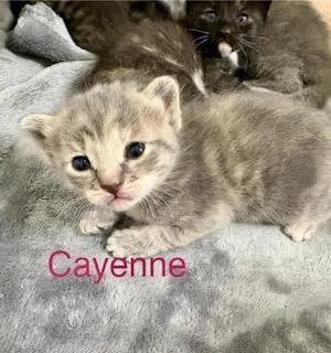 Cayenne thumbnail 2