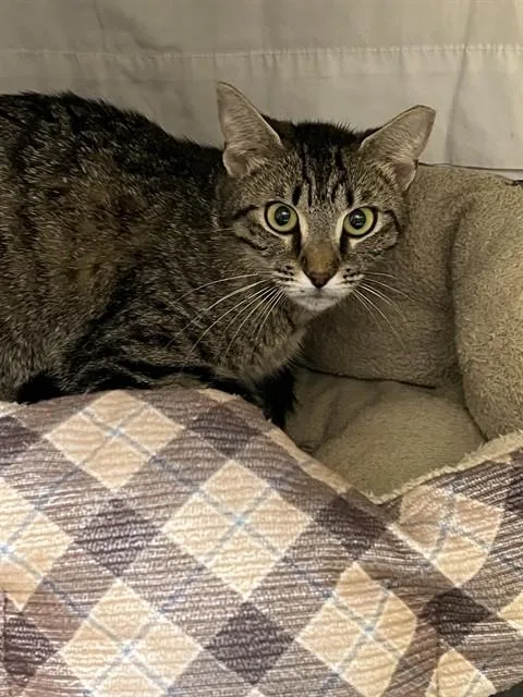 An adult medium-sized female Domestic Short Hair cat named Pinprick for adoption in Fort Lauderdale, FL