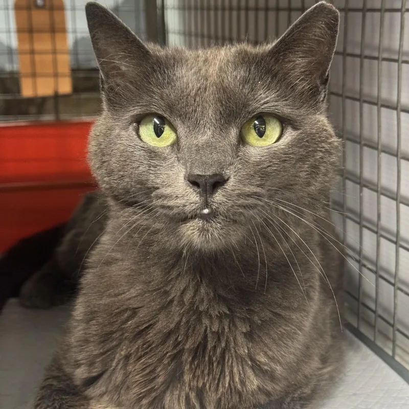 An adult medium-sized female Gray / Blue / Silver Domestic Medium Hair cat named Chamomile N. everyone for adoption in New York, NY