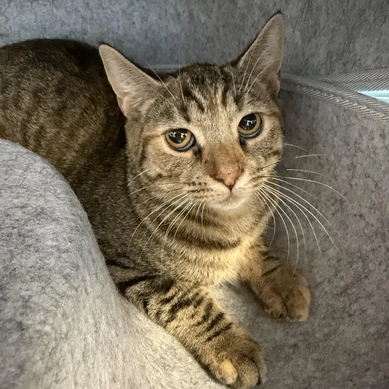 A young medium-sized female Torbie Domestic Short Hair cat named Raisin Bran for adoption in Cooperstown, NY