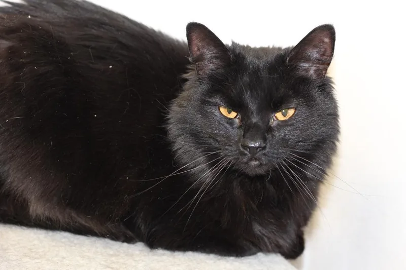 An adult medium-sized female Domestic Long Hair cat named Weber for adoption in Rockford, IL