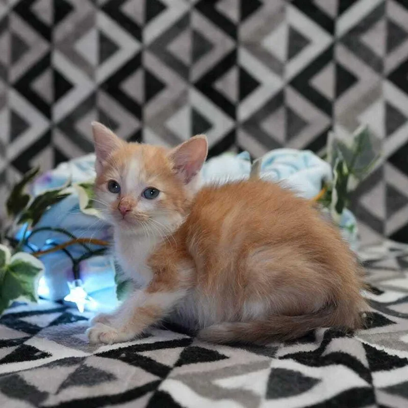 A baby small-sized male Domestic Short Hair cat named Robin for adoption in Wheaton, IL