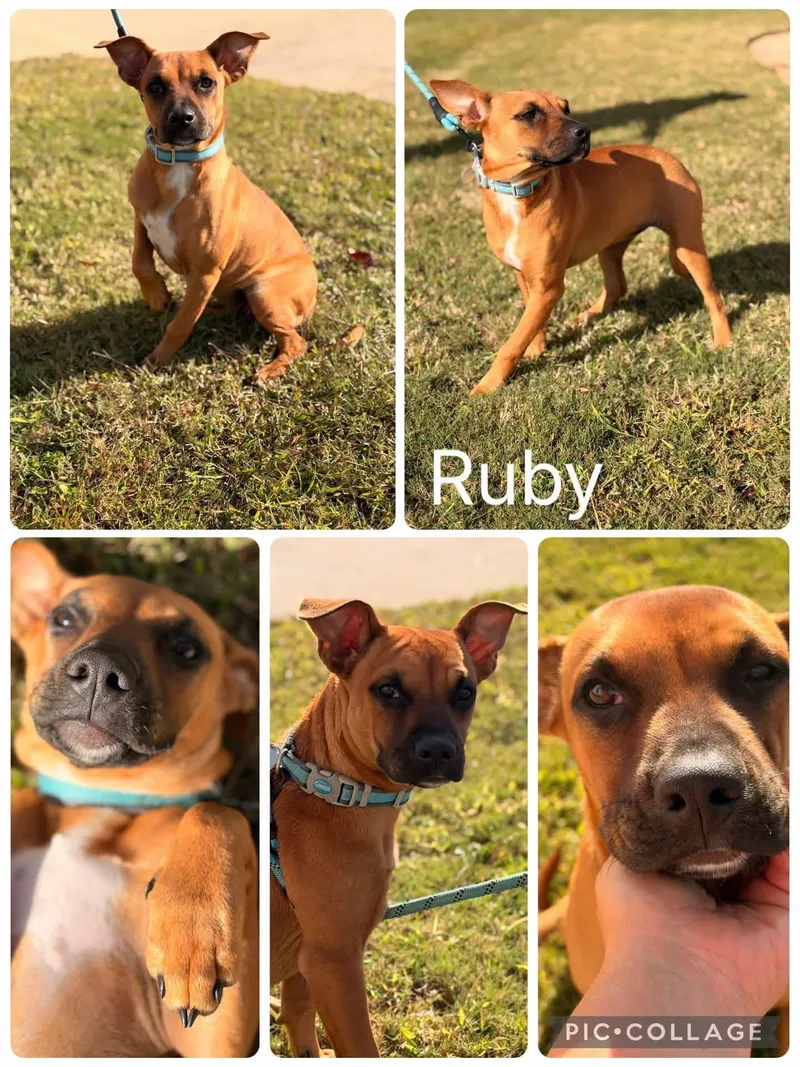 A young medium-sized female Red / Chestnut / Orange Boxer dog named Ruby for adoption in Enterprise, AL