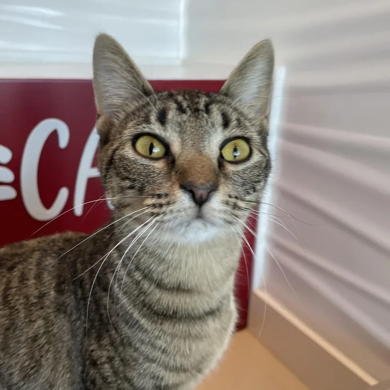 Souzie Sassie thumbnail 2