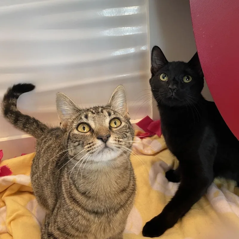 Souzie Sassie thumbnail 3