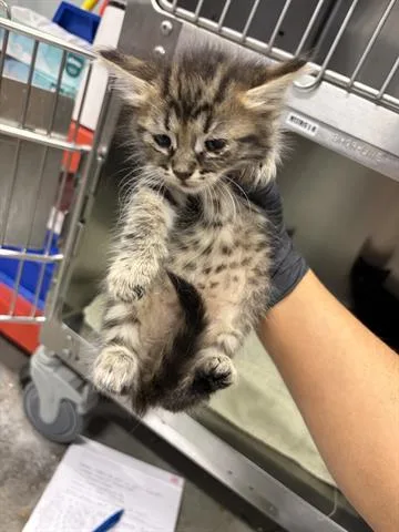 A baby small-sized female Domestic Short Hair cat named Hilda Gutierrez for adoption in San Martin, CA