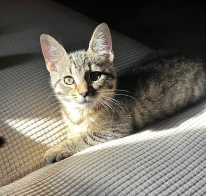 An adult small-sized male Domestic Short Hair cat named Birch Beer for adoption in Berwick, PA