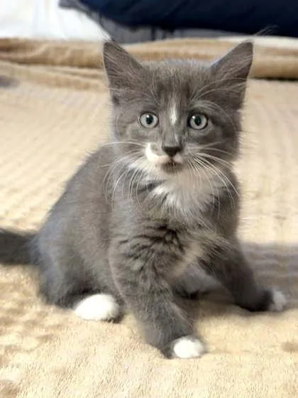 A baby medium-sized female Domestic Short Hair cat named SnoCap for adoption in Savannah, GA