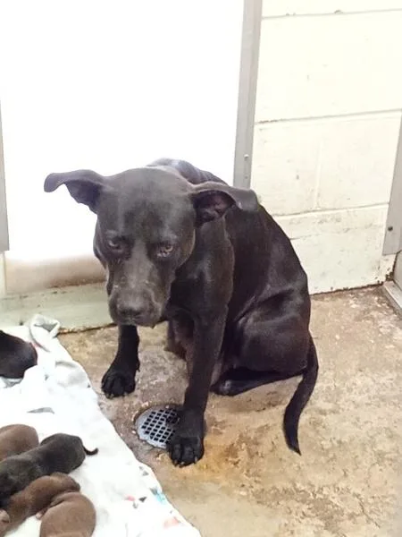 An adult large-sized female Pit Bull Terrier dog named Terra for adoption in Mobile, AL