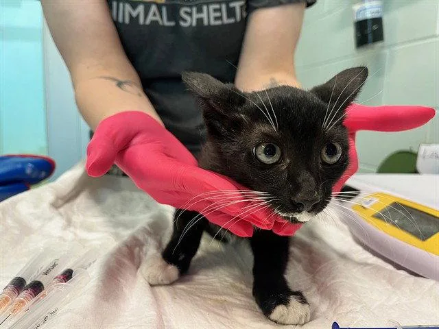 A baby small-sized male Black & White / Tuxedo Domestic Short Hair cat named Field Day for adoption in Tavares, FL