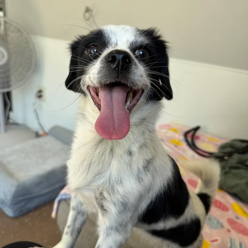 An adult small-sized female Shih Tzu dog named Daisy for adoption in Belleville, IL