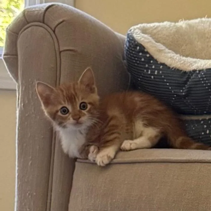 A baby small-sized male Orange / Red Domestic Long Hair cat named Mello Yello for adoption in North Branford, CT