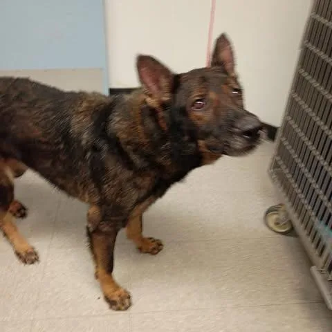 A senior large-sized male Black German Shepherd Dog dog named Chase for adoption in Bastrop, TX