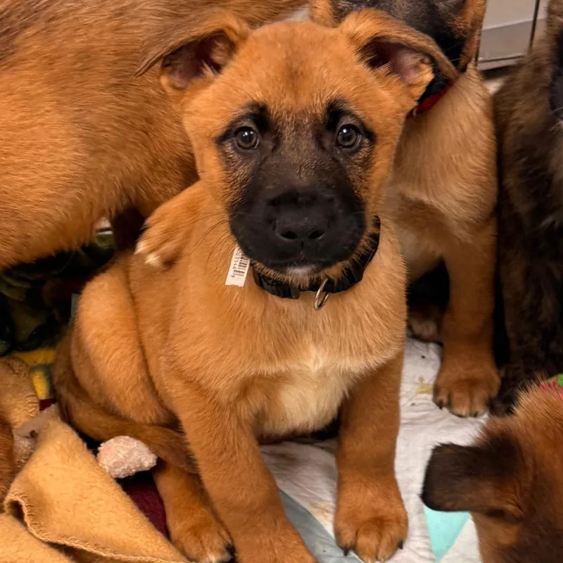 A baby medium-sized male Brown / Chocolate Shepherd dog named Dorito for adoption in Pasadena , MD