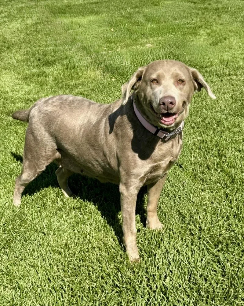An adult large-sized female Labrador Retriever dog named Anna for adoption in Littleton, CO