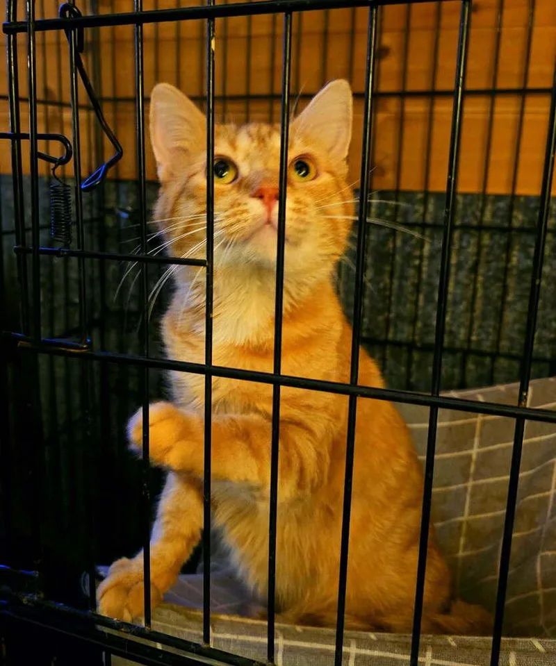 A young medium-sized male Tabby (Orange / Red) Domestic Short Hair cat named Velcro for adoption in Metamora, IL