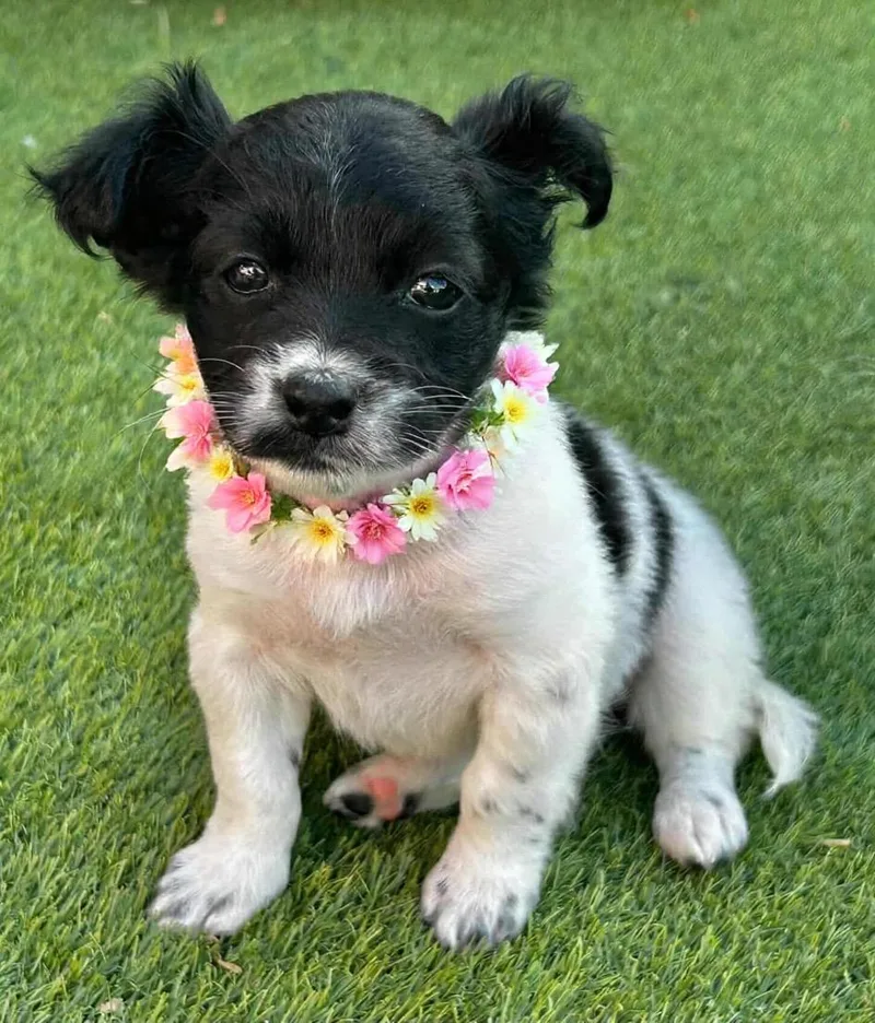 A baby small-sized female White / Cream Chihuahua dog named Norma for adoption in Corona Del Mar, CA