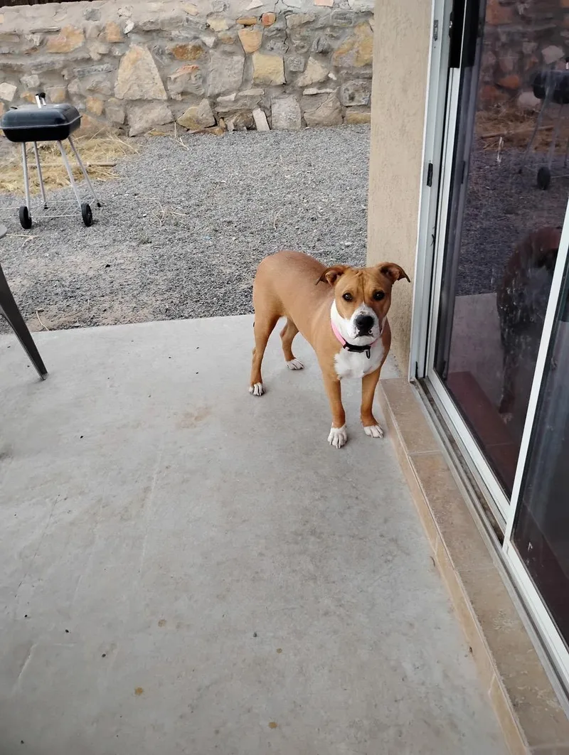 A young medium-sized female Red / Chestnut / Orange American Staffordshire Terrier dog named Sheba for adoption in Albuquerque, NM