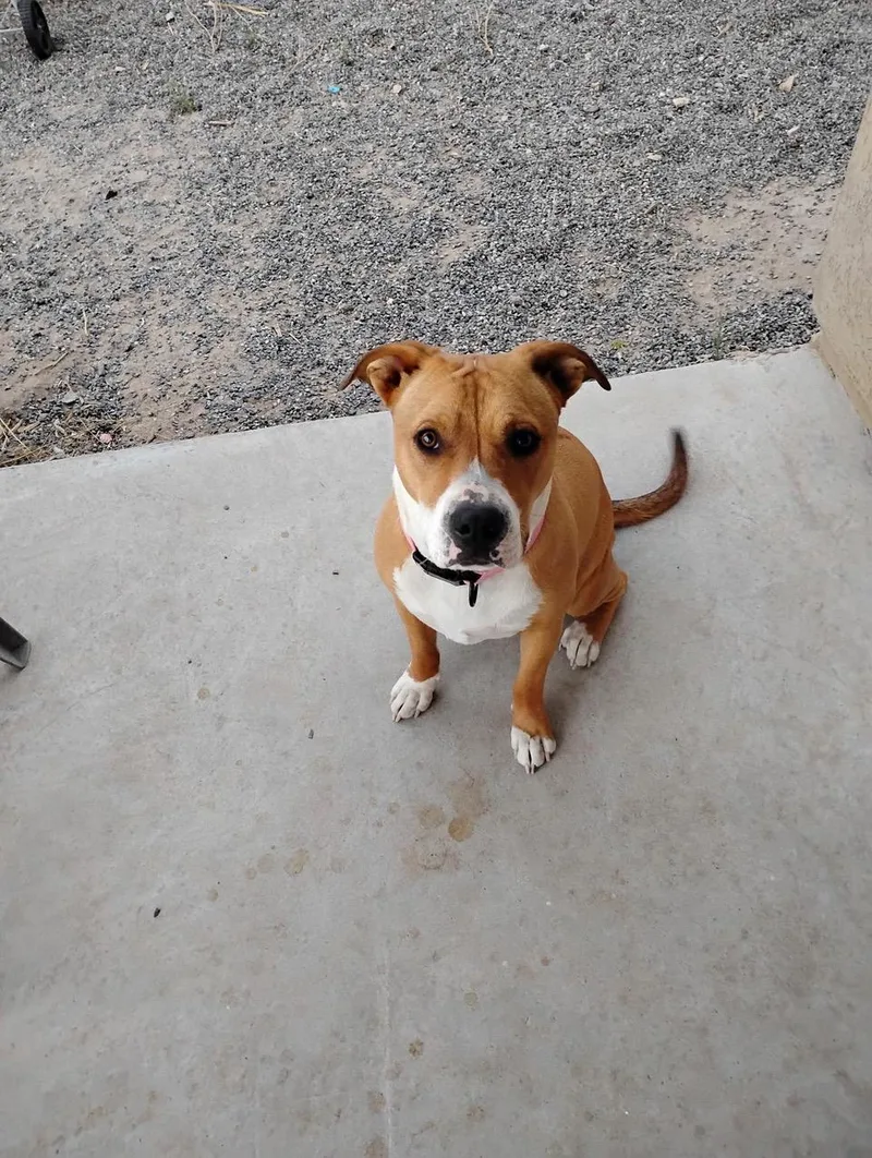 Sheba thumbnail 5