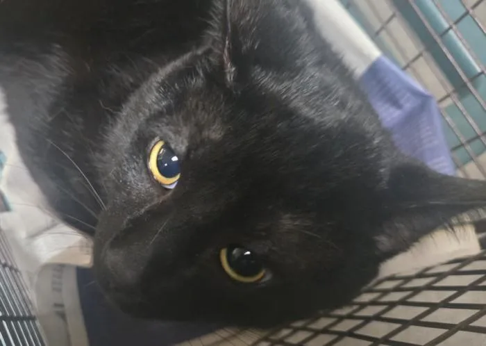 A young large-sized male Domestic Short Hair cat named Tikki for adoption in Los Angeles, CA