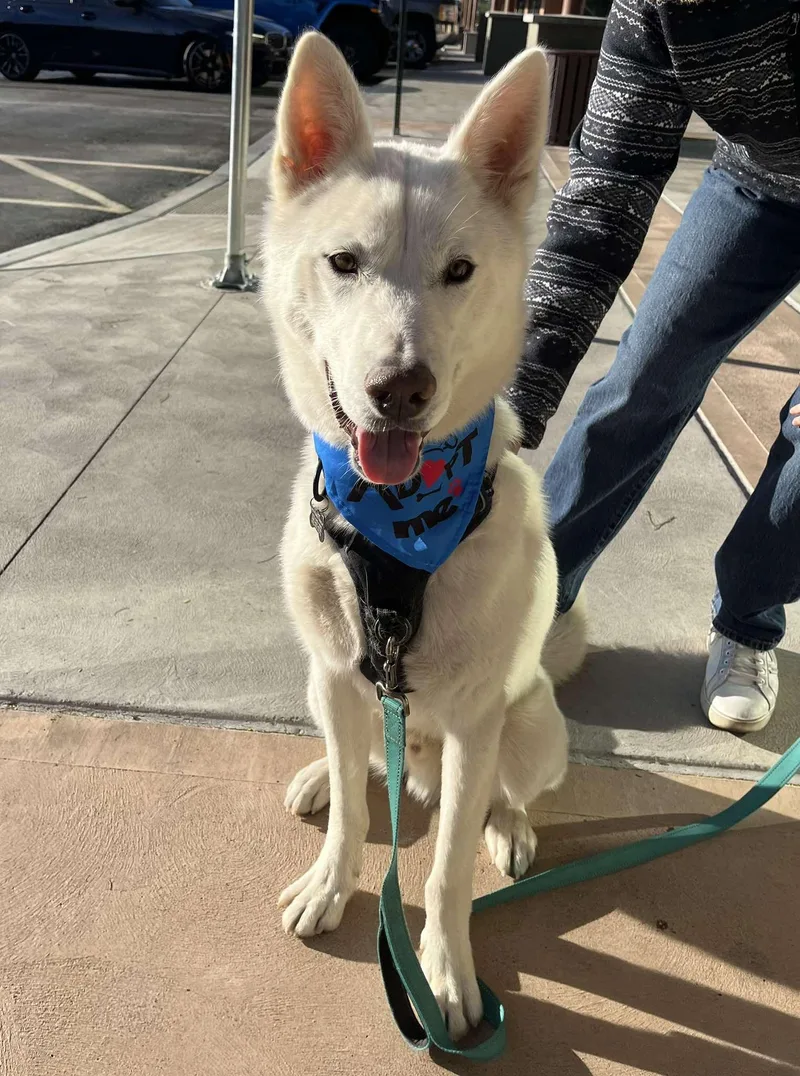 A young medium-sized male White / Cream Siberian Husky dog named Arlo for adoption in Scottsdale, AZ