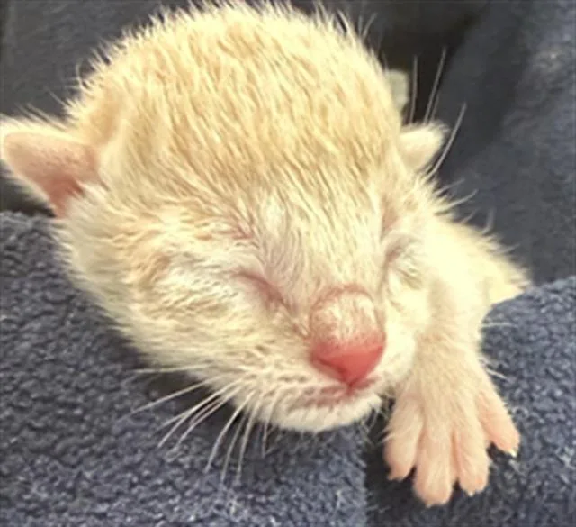 A baby medium-sized male Domestic Short Hair cat named Drax for adoption in Dallas, TX