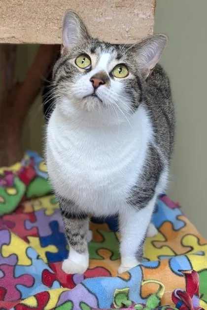 An adult medium-sized female Domestic Short Hair cat named Bella for adoption in Hastings, NE