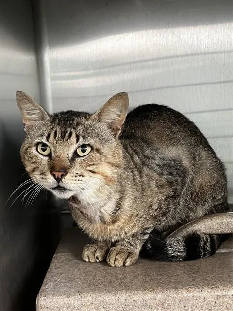 An adult large-sized male Domestic Short Hair cat named River for adoption in Corpus Christi, TX
