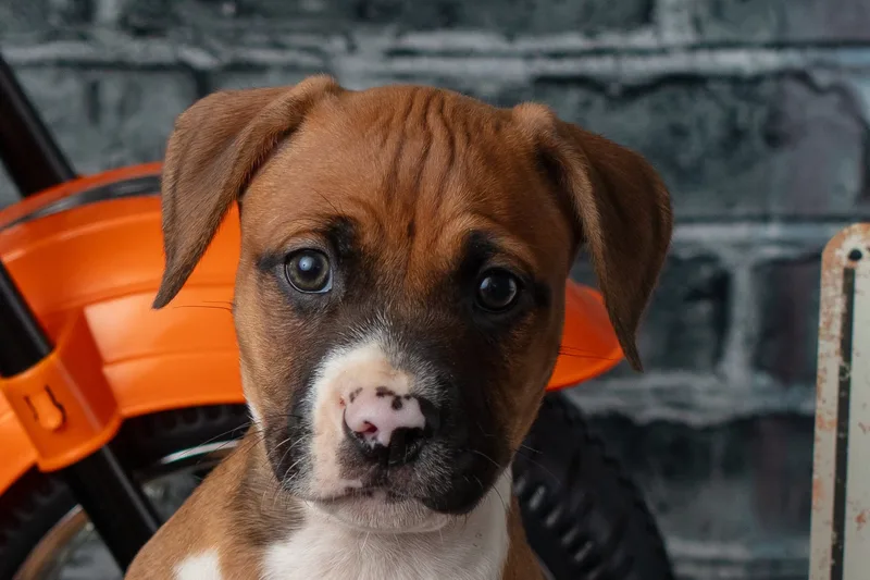 Snickers thumbnail 2