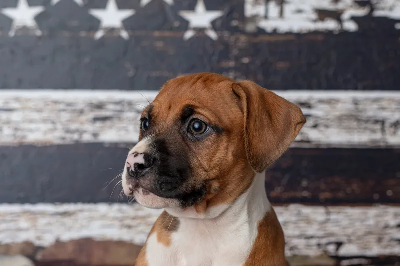 Snickers thumbnail 3