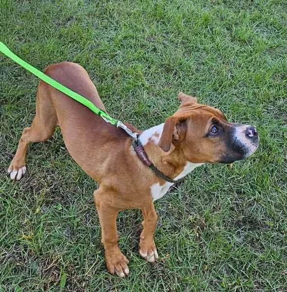 Snickers thumbnail 4