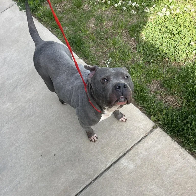 An adult medium-sized female Gray / Blue / Silver American Staffordshire Terrier dog named Hey Jude for adoption in Greensboro, NC