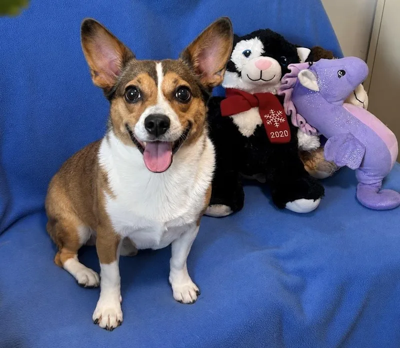 A senior small-sized male Tricolor (Brown, Black, & White) Cardigan Welsh Corgi dog named Mr Wiggles for adoption in Cedartown, GA