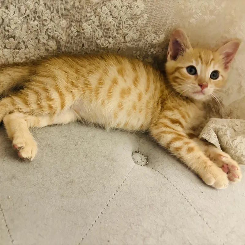 A baby small-sized male Orange / Red Domestic Short Hair cat named Chandler Bing for adoption in Long Beach, CA