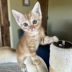 Nacho thumbnail 2