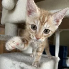 Nacho thumbnail 3