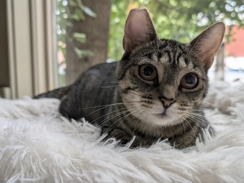 A young small-sized female Tabby (Brown / Chocolate) Domestic Short Hair cat named Forsythia for adoption in Lewisburg, PA